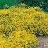 Genista LYDIA tappezzante