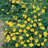 Potentilla FRUTICOSA