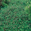Rubus CALYCINOIDES 'EMERALDCARPET' tappezzante