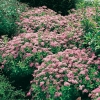 Spiraea JAPONICA 'LITTLE PRINCESS' tappezzante