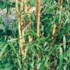 Phyllostachys aurea dettaglio fusti