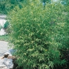 Phyllostachys aurea