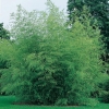 Phyllostachys flexuosa