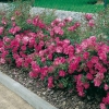 rosa FUCHSIA MEILLANDECOR® 'Meipelta'