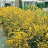 Berberis STENOPHYLLA siepe