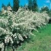 Spiraea x VANHOUTTEI siepe