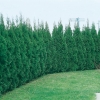 Thuja OCCIDENTALIS 'EMERAUDE' siepe