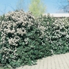 Viburnum TINUS siepe