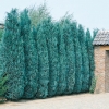 Chamaecyparis LAWSONIANA 'COLUMNARIS'