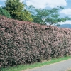 Abelia x GRANDIFLORA siepi