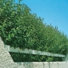 Ligustrum LUCIDUM siepe