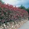 Photinia x FRASERI 'RED ROBIN' in siepe