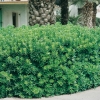 Pittosporum TOBIRA siepe