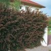 Berberis x OTTAWENSIS 'SUPERBA' siepe