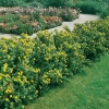 Potentilla FRUTICOSA siepe