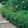 Buxus SEMPERVIRENS 'SUFFRUTICOSA' in siepe