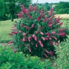 Buddleja DAVIDII 'PINK DELIGHT'