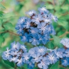 Ceratostigma WILLMOTTIANUM dettaglio fiori