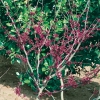 Cercis CANADENSIS 'FOREST PANSY' dettaglio fiori