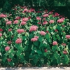 Clerodendrum BUNGEI