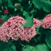 Clerodendrum BUNGEI dettaglio fiori