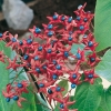 Clerodendrum TRICHOTOMUM dettaglio frutti