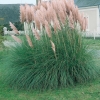 Cortaderia SELLOANA 'RENDATLERI