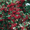 Cotoneaster LACTEUS