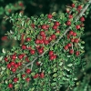 Cotoneaster HORIZONTALIS dettaglio