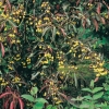 Euonymus GRANDIFLORUS 'RED WINE' autunno