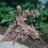 Deutzia x Elegantissima 'Rosealind'