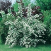 Deutzia x Magnifica