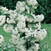 Deutzia x Magnifica dettaglio