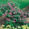 Deutzia 'Perle Rose'