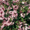 Deutzia x Rosea 'Carminea'