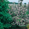 Deutzia x Hybrida 'Mont Rose'