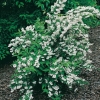 Deutzia Scabra 'Pride of Rochester'