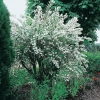 Deutzia Taiwanensis