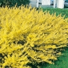 Forsythia MARÉE D'OR ®  'COURTASOL' coprisuolo