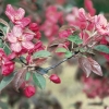 Malus COCCINELLA® 'COURTAROU' dettaglio dei fiori