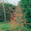 Malus Perpetu® 'Evereste'