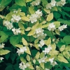 Philadelphus Coronarius 'Aureus' dettaglio del fiore