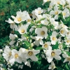 Philadelphus 'Belle Étoile' dettaglio del fiore