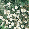 Potentilla FRUTICOSA 'Abbotswood'