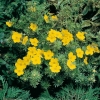 Potentilla FRUTICOSA 'Goldfinger'