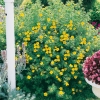 Potentilla FRUTICOSA 'Jackman'