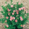 Potentilla FRUTICOSA Lovely Pink ®  'Pink Beauty'