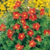 Potentilla FRUTICOSA Marian Red Robin ®  'Marrob'