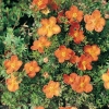 Potentilla FRUTICOSA Red Ace ®  'Bloace'