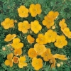 Potentilla FRUTICOSA 'Tangerine'